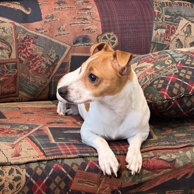 Bouncy Jack -- Doggie Peeing on Stupid Profile