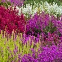 Heather a Flowering shrub (@flowering_h) 's Twitter Profile