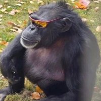 Griddle (@griddle_hi) 's Twitter Profile