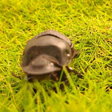 w8656129's profile picture. 呦呦鹿鸣，食野之苹。我有嘉宾，鼓瑟吹笙。吹笙鼓簧，承筐是将。人之好我，示我周行。