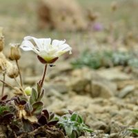 Rebecca Cornwell(@PlantLegacyScot) 's Twitter Profileg