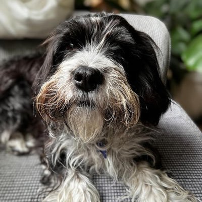 lone_wooff's profile picture. Support whistleblowers, end political prosecutions #ExtinctionCrisis #ClimateEmergency