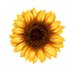 Sunflower🌻 (@sunflower0tw) Twitter profile photo Sunflower🌻 (@sunflower0tw) Twitter profile photo