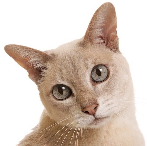 majanjanjan's profile picture. 健康麻雀が大好きな♀です。競技歴約7年。現在、日本健康麻雀段位3段認定。健康麻雀は健全な頭のスポーツです。高齢者や女性に優しく愛好者も多いですよ(^O^)／麻雀の他、ドライブ読書雑貨カフェ等、日々感じたことをつぶやきます。宜しくお願いします(^з^)-☆