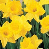 Diane Saint (@and54580st) 's Twitter Profile Photo