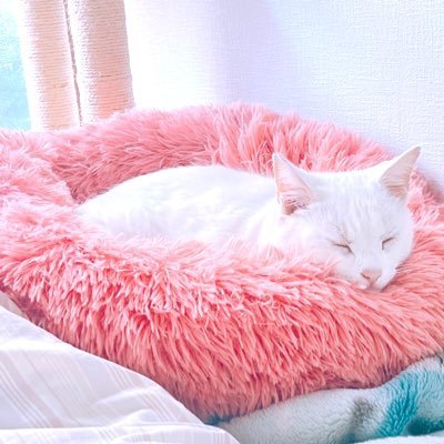 mofumofu_mamire's profile picture. 元桜猫𓏲𓎨のハク王子と夫くんと3人暮らしฅ🐾໊ コタール症候群/複雑性PTSD/鬱病/虐待サバイバー /バセドウ病/過敏性腸症候群/クリミナル・マインド /シリアルキラー/犯罪心理/映画/アニメ/京極夏彦/十二国記/DOD/歪みの国のアリス/FFXⅣ/SnowMan🩷