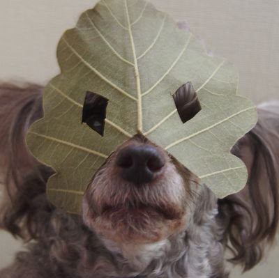 RanFuku_poodle Profile Picture