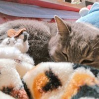こまめ(ФωФ)(=ﾟωﾟ=) (@koebi_koimo) Twitter profile photo