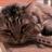 FeldmanTcat's profile image