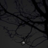 Onur Ates (@onurate49285036) 's Twitter Profile