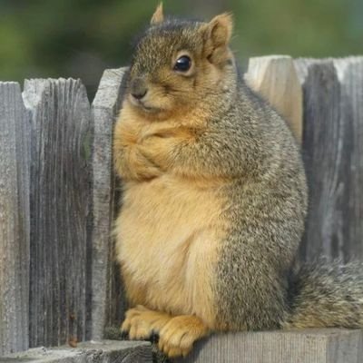 Mr. Angry Squirrel