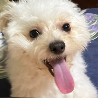 OMXMdOxK5zPbCbo's profile picture. なし