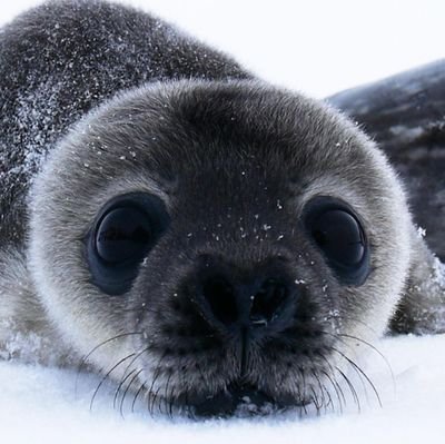 puppy/smol seal lover