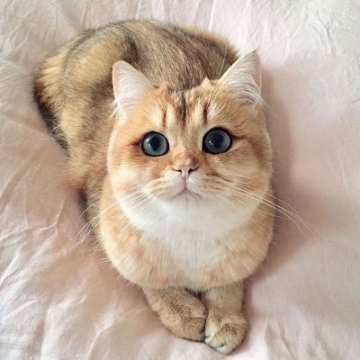 I post cute videos about cats, please follow me to support me