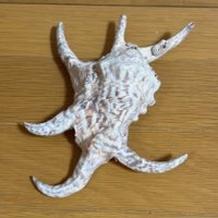 アミーゴ (@wcx7hy69slzcv98) 's Twitter Profile