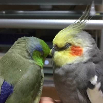 ほぼファボRTメイン、ペットと趣味の場所。