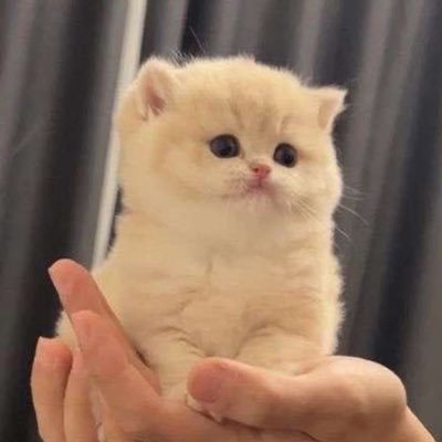 intelkat's profile picture. Here to learn. Pro 🏳️‍🌈 🕊️ || 🚫follow/request🚫 Following for news. Will follow/unfollow to keep tl relevant to news I’m following. Follow ≠ agreement.