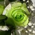 Dr.Asmahan Alsalman (@asmahanalsalman) Twitter profile photo Dr.Asmahan Alsalman (@asmahanalsalman) Twitter profile photo