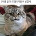 얍얍 (@goodchodaenam) Twitter profile photo 얍얍 (@goodchodaenam) Twitter profile photo