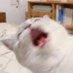 Cats Cure Depression (@cat_cures) Twitter profile photo Cats Cure Depression (@cat_cures) Twitter profile photo