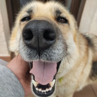 megalexmen101's profile picture. 