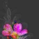 Léa Tremblay - @lafrog151 - Twitter