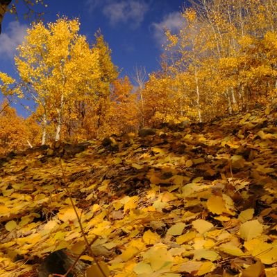 GeziyorMus's profile picture. Gezici