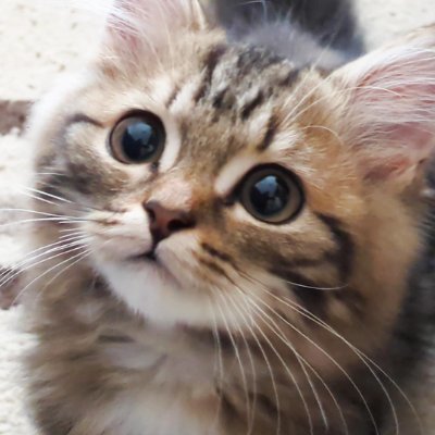 『ぷーのすけch』という
YouTubeチャンネルをやっています。
ミヌエットの子猫ぷ−のすけの成長を
一緒に見守っていただけたら嬉しいです🐱
チャンネル登録していただけると励みになります
応援よろしくお願いいたします!