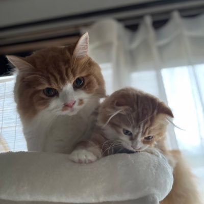 令和4年6月12日生まれの男の子と令和5年6月6日生まれの女の子🐈スコティッシュです☁️ 🐶垢→@hana06174549