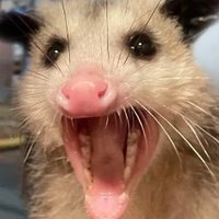 Blossom Opossum (@nightskyposs) 's Twitter Profile Photo Blossom Opossum (@nightskyposs) 's Twitter Profile Photo