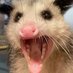 Blossom Opossum (@NightSkyPoss) Twitter profile photo