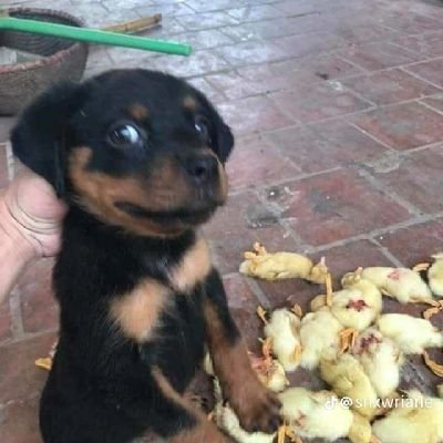 jeraldllenas1's profile picture.