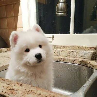 CanIbeYourDog0's profile picture. 