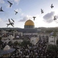 زَيْنَبْ 🦋🇵🇸 (@zainabomar26) 's Twitter Profile