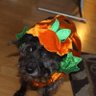 EtsyPottery123's profile picture. A Canadian,U.S. Permanent Resident card. I’d rather be excluded for who I include🌈🌈than be included for who I exclude