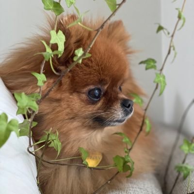 Trading_Ripley's profile picture. Småbolagsnörd