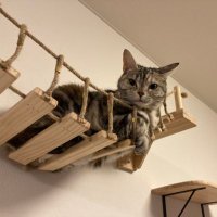 ごてぃ (@hohoshorarara) Twitter profile photo