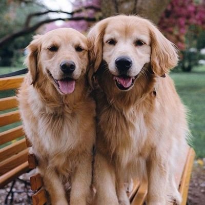 👉 Welcome to @LoverTeam01
🐕 We share daily #goldenretriever Contents