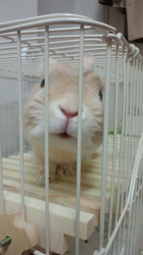 jkomine's profile picture. 元美容師&翻訳者。うさぎの長男うっしー(2015/3/12に🌕へ)、人間の次男(2013/2/14誕生)、うさぎの三男ジロー(保護っ子2024/4/5に🌕へ)、うさぎの長女ミオリネちゃん(2024/5/3お迎え)の母。育児、うさぎ、駅伝、バレー(関田誠大推し)。無言フォロー&いいね失礼します🍭40↑