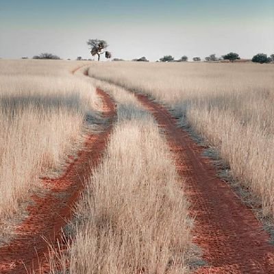 tatenda_tito's profile picture. muDhumeni, Crop Scientist, Farmer, and Advocate For Conservation Farming.  Liverpool FC and Dynamos Fan