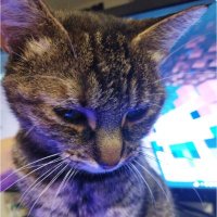 Rayc (@rayc_x86) 's Twitter Profile