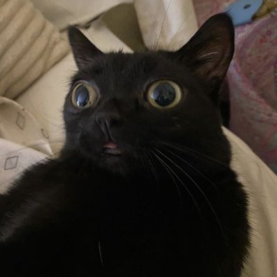 PZDRZMAJORKI's profile picture. 