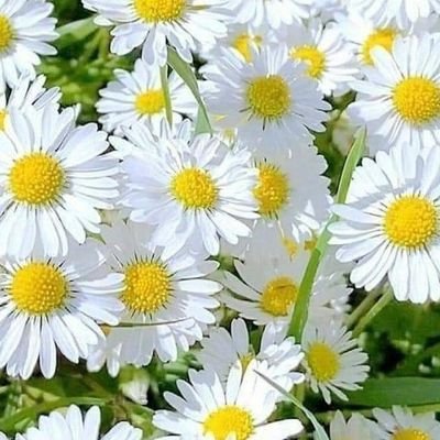 AlyasmynRby's profile picture. بوح .وفيض. حب .وعطاء.