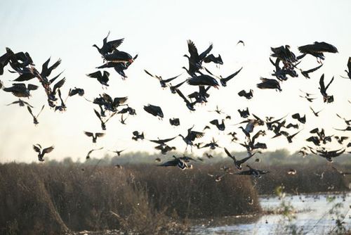 Closedzonefarms's profile picture. Larry Gury's Closed Zone Farms and Little Dry Creek Farms are private wildlife areas. Superior management makes them the the top Butte Sink duck hunting clubs.