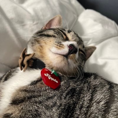 powellcat_'s profile picture. bark bark woof arf bark arf bark