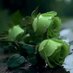 Lidia Rosa Gutierrez Valdespino (@gutierrez_75682) Twitter profile photo Lidia Rosa Gutierrez Valdespino (@gutierrez_75682) Twitter profile photo