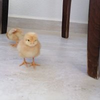 saygılı coğrafya (@emrahsevgili) 's Twitter Profile Photo