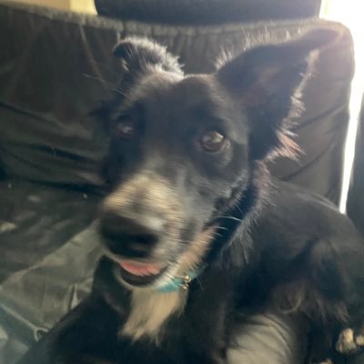 BattistaRinaldi's profile picture. Ultrà