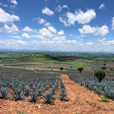 lui_cerda's profile picture. Agricultor, conservador en EEUU, ya no soy liberal en Mx pero tampoco derecha. Creo en un sólo Dios padre, todo poderoso, creador de el cielo y de la tierra