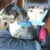 ใใ (@emu385453940274) Twitter profile photo ใใ (@emu385453940274) Twitter profile photo